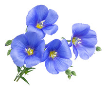 Flax Blue Flowers Isolated On White Background