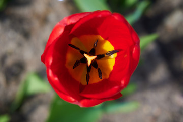 Beautiful red Tulip. One red Tulip in garden. Tulip top view.