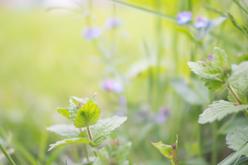 Wall Mural - Natural green defocused background with grass and flowers