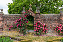 Roses Growing Along Side A Brick Wall  With An Closed Iron Gate In The Garden Next To The Eijsden Castle