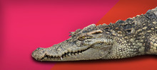 Crocodile Retile Animal On Isolated Background