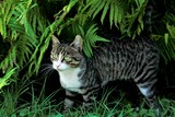 Fototapeta Zwierzęta - Kot pod paprotkami w ogrodzie. 