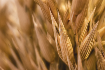 Close up of wheat grains