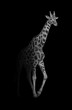 Giraffe africa nature wildlife animals