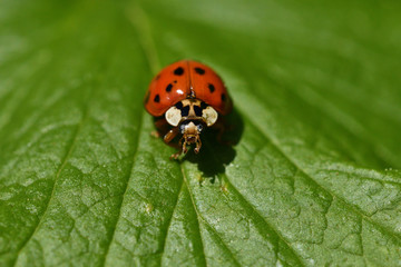 Wall Mural - macro detail of ladybird on the green leaf