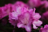 Fototapeta Zwierzęta - Różowe kwiaty w ogrodzie. 