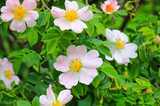 Fototapeta Kwiaty - Delicate,beautiful, pale pink rosehip flowers with large yellow buds bloomed in the garden. Flowering bush Rosa majalis, Rosaceae, Wild rose - for perfumery, pharmacology, rose oil, cooking