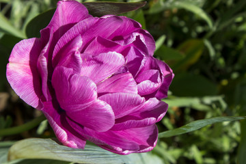 Wall Mural - Purple Tulip blooms in clear spring weather