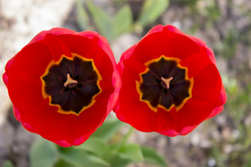 Wall Mural - red tulips in the garden