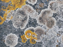 Close-up Of Lichens Growing On Rock