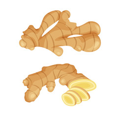 fresh ginger root on white background. vegan food vector icons in a trendy cartoon style. healthy fo