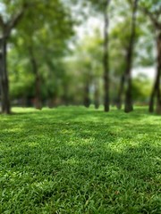 green grass in the forest