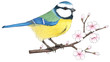 Blaumeise auf Kirschblütenzweig - Vektor-Illustration