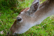 Extreme Close Up Of A Female Fallow Deer Grazing In England This Spring Mostly Pale Gingery Brown Mammal With Lots White Spots On The Back Characteristic Short Tail And An Outlined In Black Rump Patch