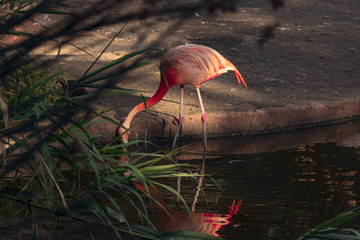 Beautiful pink flamingo drinking water from the small lake near green grass