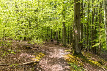 Naklejka na meble path in the forest