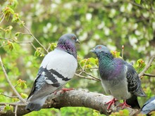 Pigeon On The Tree