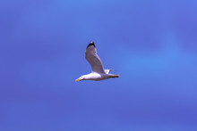 Mighty Albatross In Flight Over The Lake