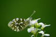 butterfly on a white flower