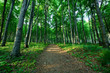 path in the spring forest, green trees