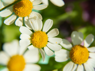 bright spring daisies on a background of blurred colors