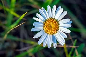 Sticker - Bellis perennis known as common, lawn or English daisy, bruisewort and woundwort