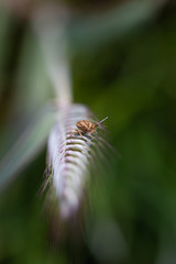 Worms in the rye fields