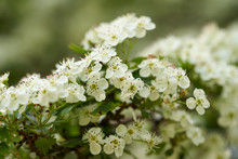 Hawthorn Flowers In Closeup