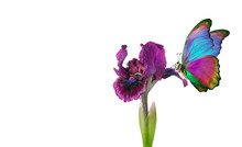 Bright Colorful Morpho Butterfly On A Purple Iris Flower Isolated On White. Copy Space