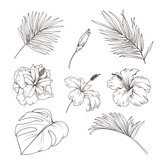 Fototapeta Storczyk - Hand drawn set with tropics leaves and hibiscus flowers. Vector botanical illustration.
