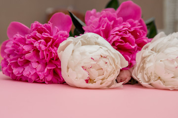 Layout of a minimalist postcard with a flower of pink peonies, an envelope for needlework, flowering, flat lay, top view. Pink background. Congratulations on mother's day. Happy Birthday. Delicate bac