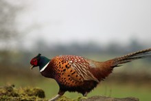 Close-up Of Ring-necked Pheasant On Field