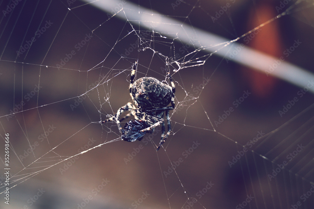 Macro Shot Of Spider On Web - obrazy, fototapety, plakaty 