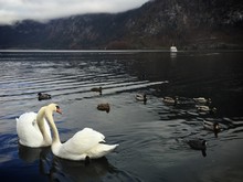 Swans And Ducks Swimming In Lake Against Mountain