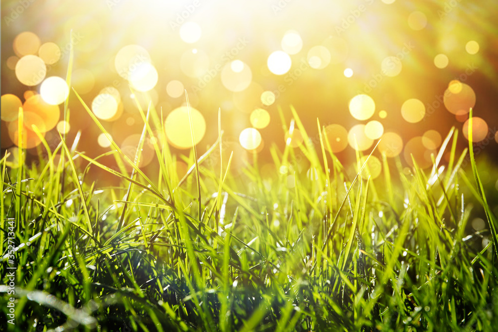 Lush green grass on sunny day, closeup. Bokeh effect - obrazy, fototapety, plakaty 