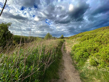 Dirt Track, Leading Through The Moors Above Haworth, With Long Grasses, Flowers, And Heavy Storm Clouds, A Late Evening In, Haworth, Keighley, Yorkshire, England