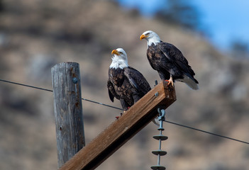 Sticker - Bald Eagles 