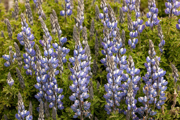 Flowers of Arctic Lupin (Lupinus arcticus) on Merida, Venezuela.