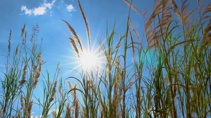 Wall Mural - sunshine on day time through big grass flower with blowing wind on blue sky background