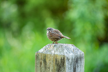 close up of a chubby female swallow bird resting on the wooden pole in the park with blurry green background