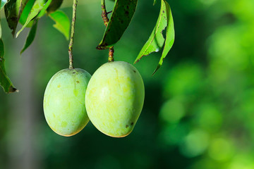 Wall Mural - Fresh ripe green mangoes isolated on mango tree