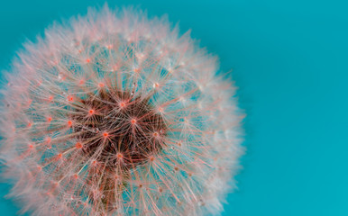  Dandelion close-up on a turquoise background.