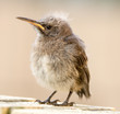 Cape Sugarbird fledgling waiting to be fed by parents
