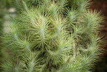 Close-up A Group Of Beautiful Green Tillandsia, Indoor Plants That Use For Decoration The Garden By Hanging. Natural Background.  (Tillandsia Ionantha Planch)