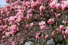 Cascading Cherry Blossoms, Washington, DC Tidal Basin