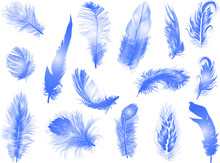 Fifteen Fluffy Blue Feathers Isolated On White