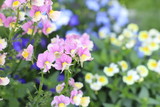Fototapeta Kwiaty - ネメシアの花