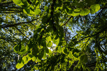 Wall Mural - Beauty photo of nature leaves under the sunshine. Can be used for background.