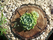 High Angle View Of Succulent Plant On Tree Stump