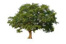Tree In Isolated White Background With Clipping Path.Fig Trees Are Many Years Old.The Tree Has Large Green Leaves.